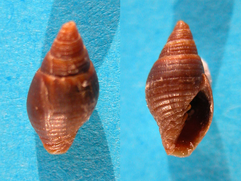 Mitromorpha